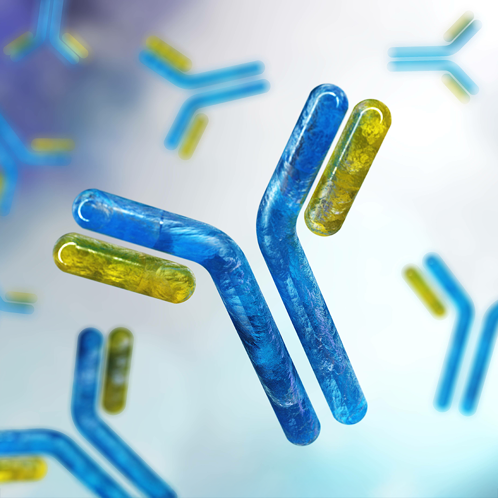 Antibodies