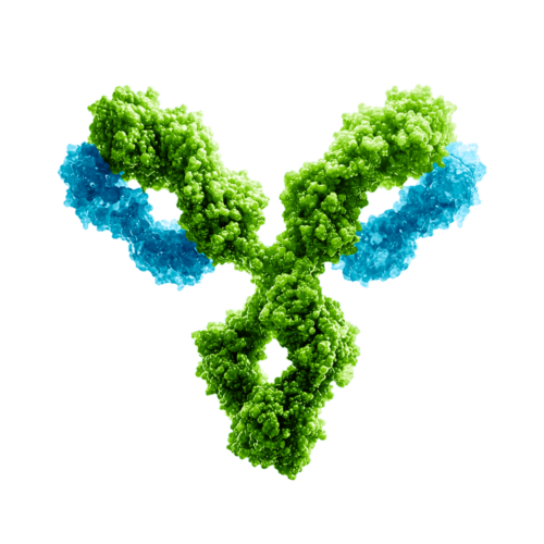 Antibody edited green